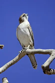 Watching Prints: Brown Falcon - looking up into sky Near Alice Springs, Nthn Territory, Australia