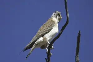 Talons Prints: Brown Falcon - Near Alice Springs Nthn Territory, Australia