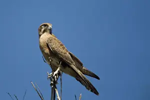 Falcon Prints: Brown Falcon Found in a wide variety of habitats right throughout Australia