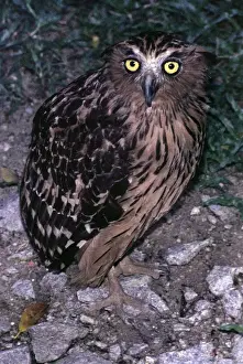 Brown Fish Owl