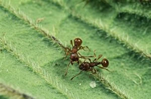 Brown Garden Ants - Fighting
