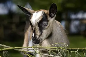 Kids Prints: Brown Goat - kid at fence in garden