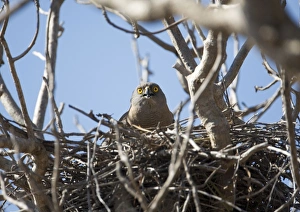 Images Dated 16th October 2006: Brown Goshawk - brooding chicks At Broome Bird Observatory, Western Australia