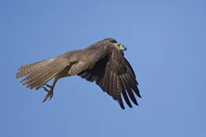 Brown Goshawk - in flight - near Ti Tree - Northern Territory - Australia