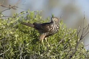Brown Goshawk - immature - near Ti Tree where it was attempting to catch Zebra Finches. Northern Territory, Australia