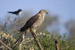 Brown Goshawk - immature - near Ti Tree where it was attempting to catch Zebra Finches - in turn a Willie Wagtail was annoying the Brown Goshawk. Northern Territory - Australia