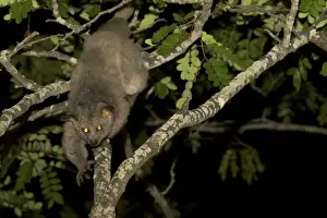 Eye Shine Prints: Brown Greater Galago - walking on a tree branch - Tanzania - Africa