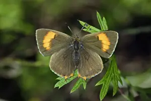 Brown Hairstreak Butterfly - resting on plant in garden, Lower Saxony, Germany