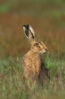 Images Dated 4th August 2008: Brown Hare