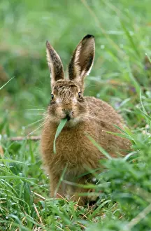 Grasses Prints: Brown Hare