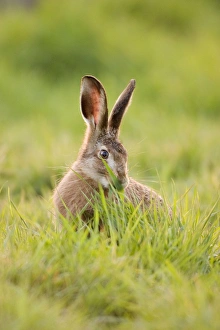 Images Dated 2nd May 2004: Brown Hare Feeding on Grass