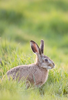 Images Dated 2nd May 2004: Brown Hare - feeding on grass Norfolk UK