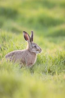 Images Dated 2nd May 2004: Brown Hare - feeding on grass Norfolk UK