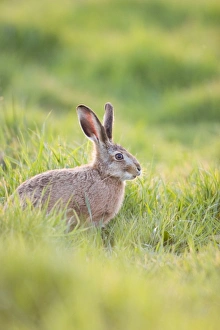 Images Dated 2nd May 2004: Brown Hare - feeding on grass Norfolk UK