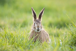 Images Dated 2nd May 2004: Brown Hare - feeding on grass Norfolk UK