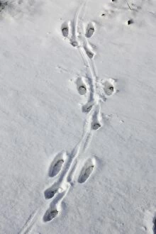 Images Dated 27th January 2006: Brown Hare - footprints in the snow. Alsace - France
