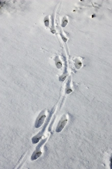Images Dated 27th January 2006: Brown Hare - footprints in the snow. Alsace - France