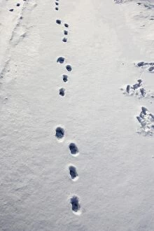 Images Dated 27th January 2006: Brown Hare - footprints in the snow. Alsace - France