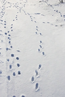 Images Dated 27th January 2006: Brown Hare - footprints in the snow. Alsace - France