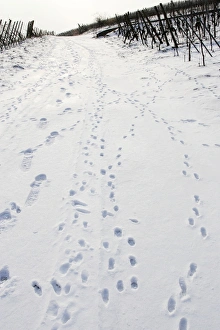 Images Dated 27th January 2006: Brown Hare - footprints in the snow. Alsace - France