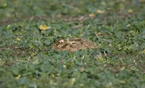 Brown Hare - laying flat in winter brasica Oxordshire February