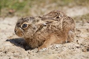 Images Dated 26th May 2010: Brown Hare Leveret
