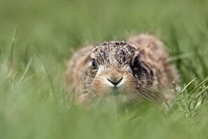 Images Dated 26th May 2010: Brown Hare Leveret - Suffolk - UK
