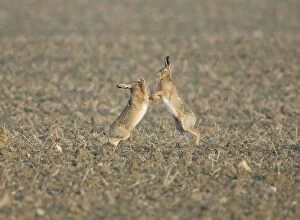 Brown Hare - male boxing in an attempt to keep