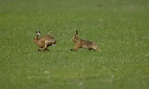 Pursuit Prints: Brown Hare - male chasing female in Oxordshire February