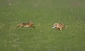 Brown Hare male chasing female in Oxordshire February