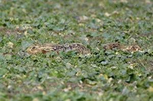 Brown Hare - male and female lying flat in rape field