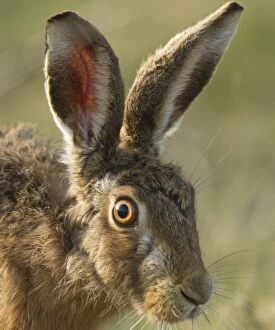 Images Dated 12th March 2012: Brown Hare - March