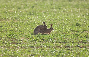 Brown Hare - mating