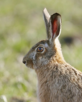 Images Dated 9th March 2010: Brown Hare - Oxon - UK - March