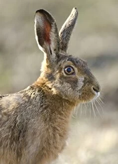 Images Dated 1st March 2010: Brown Hare - Oxon - UK - March