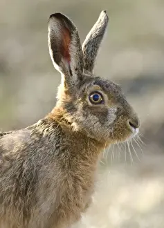 Brown Hare - Oxon - UK - March
