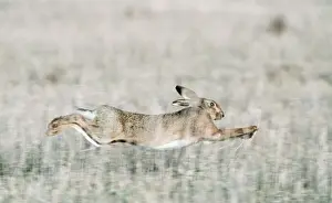 Brown Hare Running