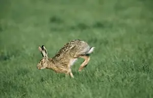Brown Hare - running