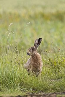 Images Dated 1st July 2012: Brown Hare sitting in meadow Bedfordshire, UK 17273