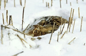 Sheltering Collection: Brown Hare In the snow