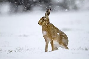 Images Dated 7th January 2010: Brown Hare - in snow