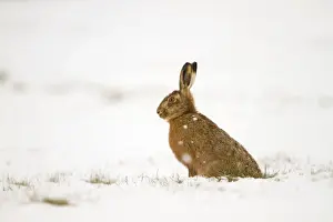 Brown Hare - in snow - Lincolnshire - UK