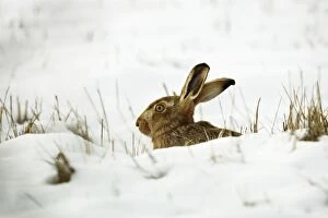 Images Dated 7th February 2009: Brown Hare in snow - Oxon - UK - February