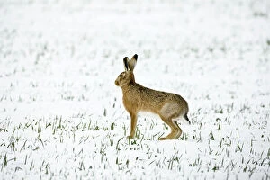Images Dated 7th February 2009: Brown Hare in snow - Oxon - UK - February