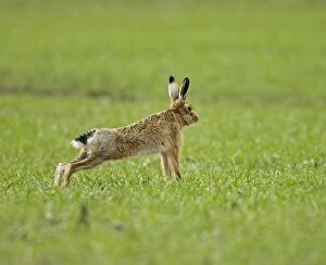 Brown Hare - stretching after long rest period - February