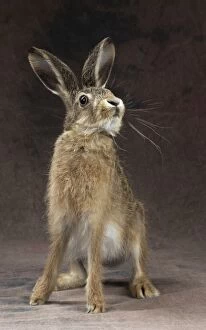 Brown Hare young