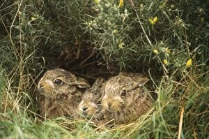 Images Dated 5th May 2011: Brown Hare - young / leveret in hedgerow UK