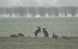 Images Dated 18th March 2012: Brown Hares - 2 fight whilst 5 others rest in