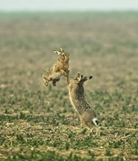 Images Dated 23rd March 2012: Brown Hares - boxing in early morning mist - March