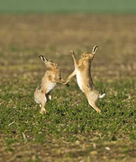 Images Dated 19th March 2012: Brown Hares - boxing in early morning sunshine - March